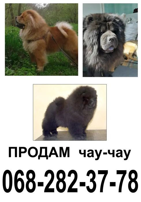 Хороші собаки, друзі охорона. Не дорого. Батьки в одному дворі. Звоніт