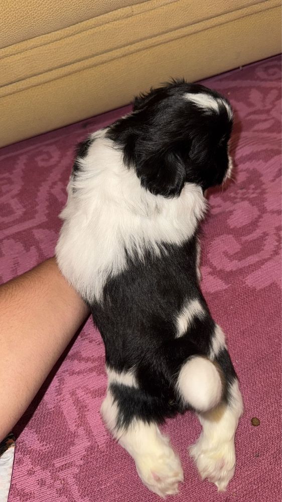 Shih-Tzu Bebé maravilhosos