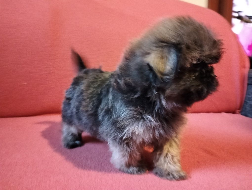 Shih-tzu uroczy piesek MINI
