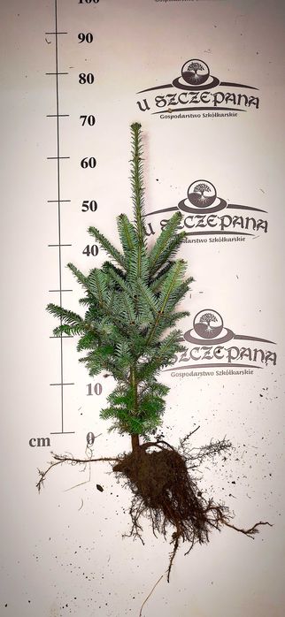 Jodła Frasera 40-50cm 4 letnia szkółkowana abies fraseri 40 sztuk