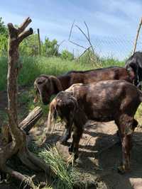 Продаж породисті козенята 1,5 міс. Порода нубийска домашня коза