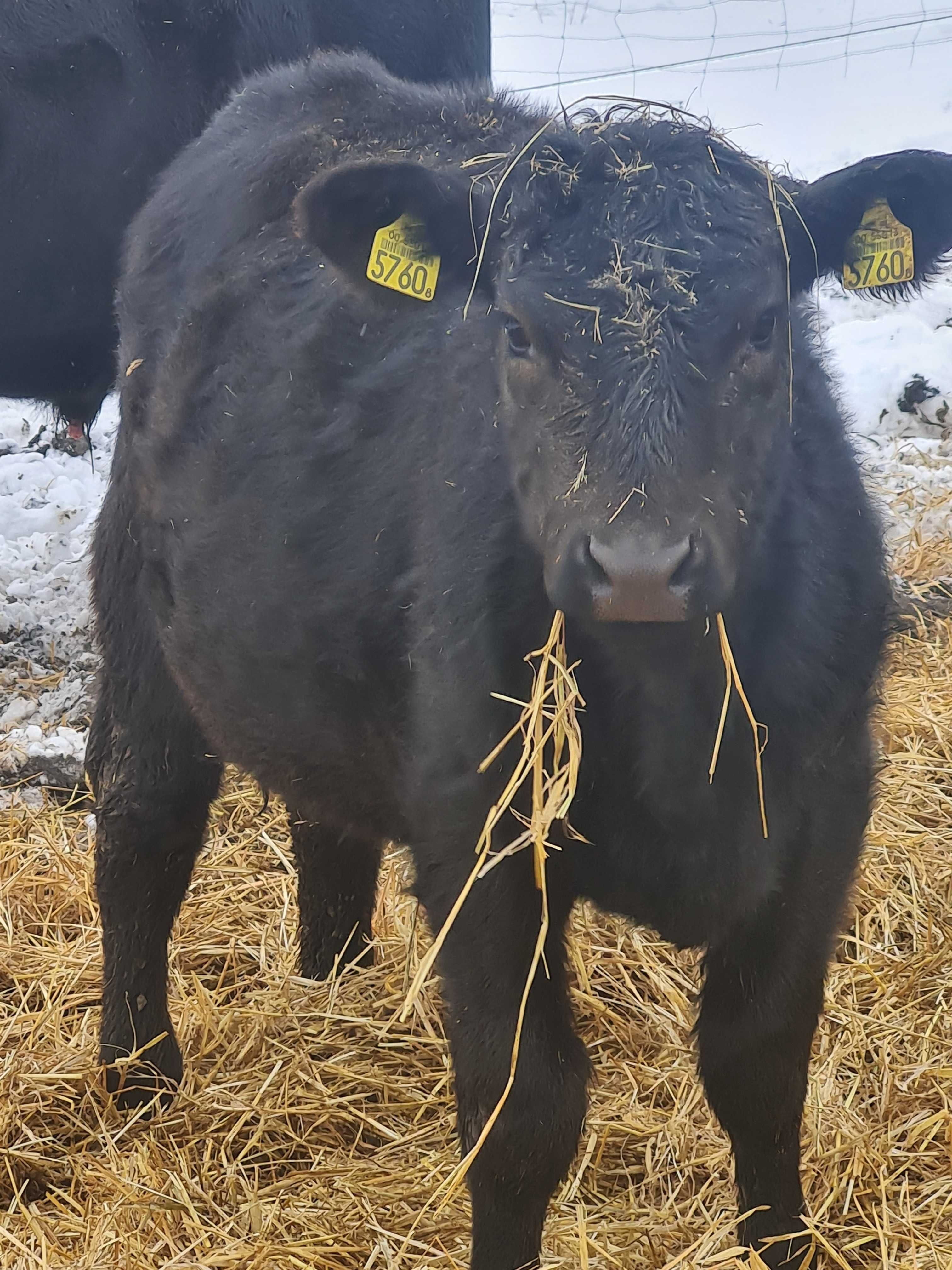 Byki Angus czarny 100% pod oceną PZHiPBM odsady