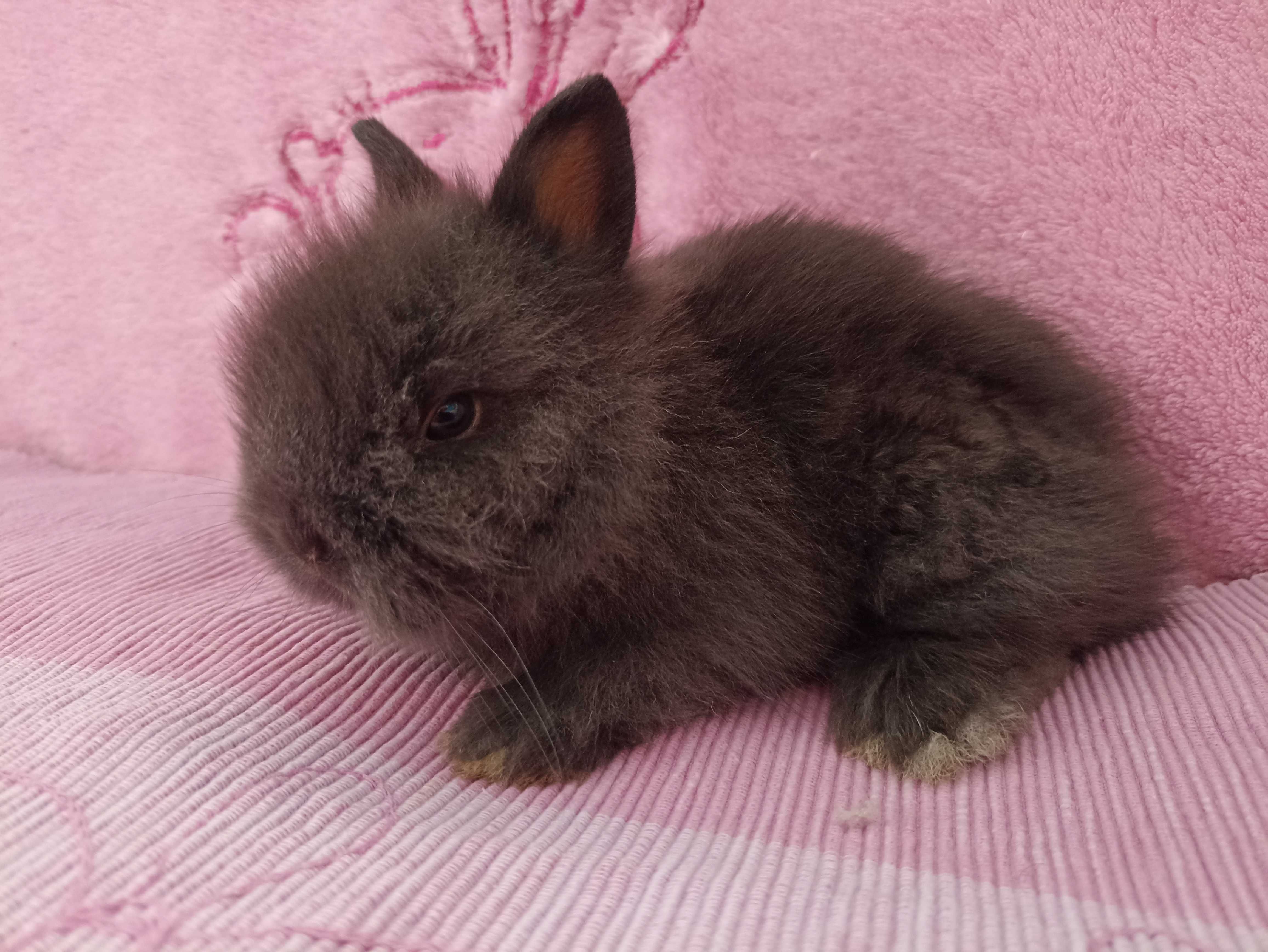 Królik Karzełek Teddy Królik Miniaturka gotowy do odbioru