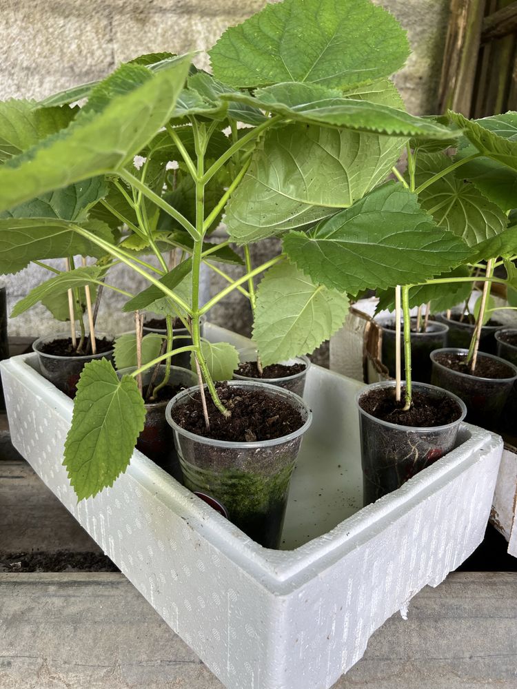 Paulownia elongata
