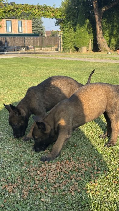 Owczarek Belgijski Malinois szczeniak