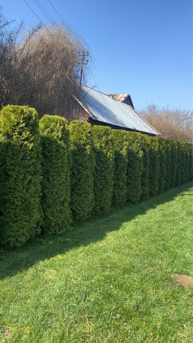 Alpinistyczna wycinka  i pielegnacja drzew/Czyszczenie dzialek