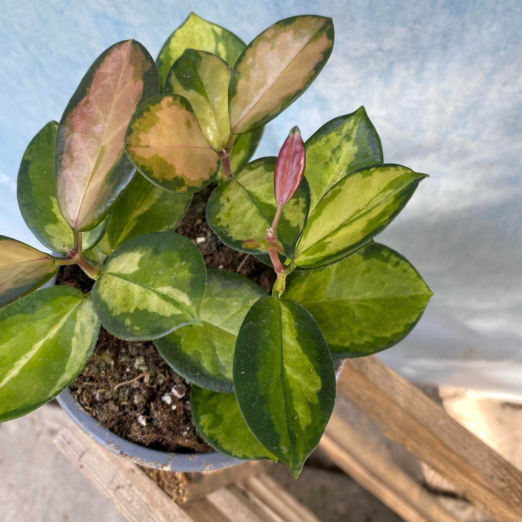 Hoya Australis Lisa Hoja