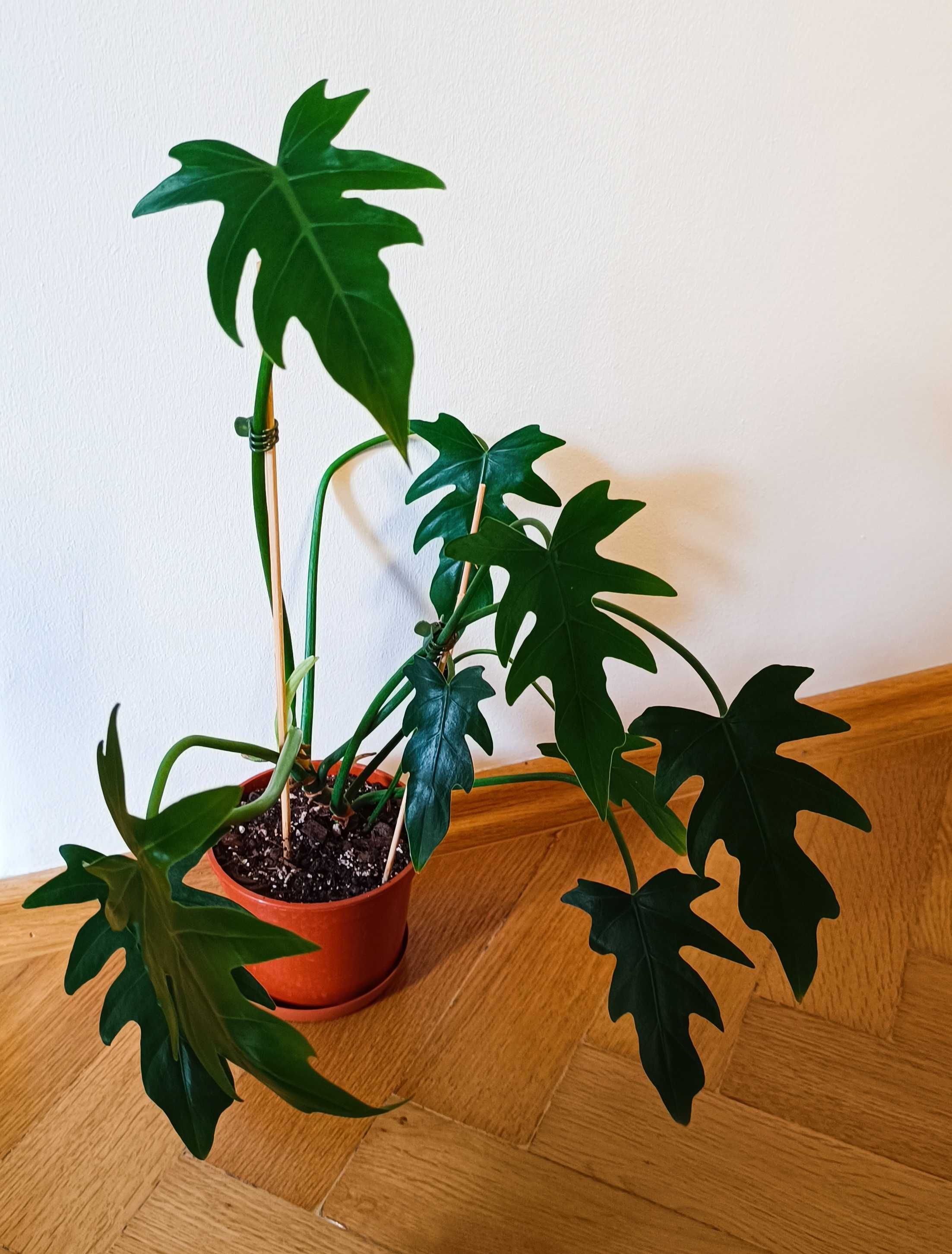 Philodendron radiatum filodendron ukorzeniony