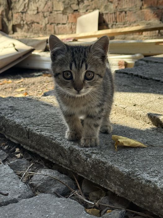 Котята в хорошие руки