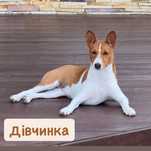 Цуценя Басенджи шукають свої родини
