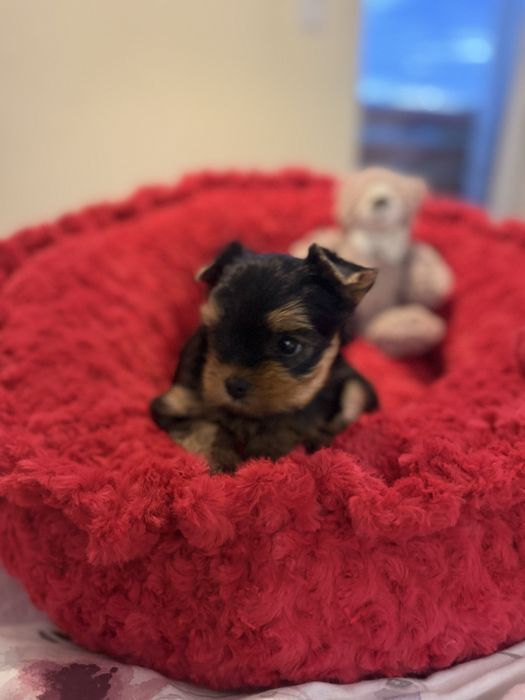 York Yorkshire terrier suczka rodowód ZKwP FCI