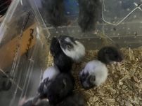 Королевский хомяк 1 месяц (разные цвета)