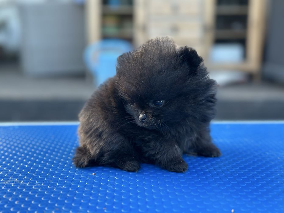 Szpic miniaturowy pomeranian