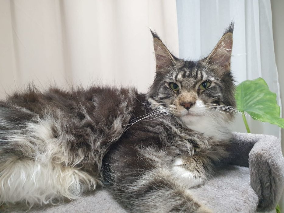 Fêmea  Maine Coon com Lop