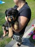 Szczeniak  rodowodowy rasy rottweiler