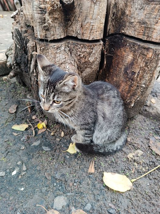 Кошенята - 2 КОТИКИ в добрі руки