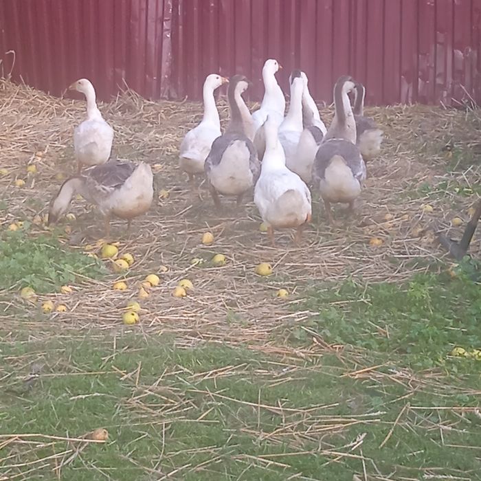 Продам молоді гусі