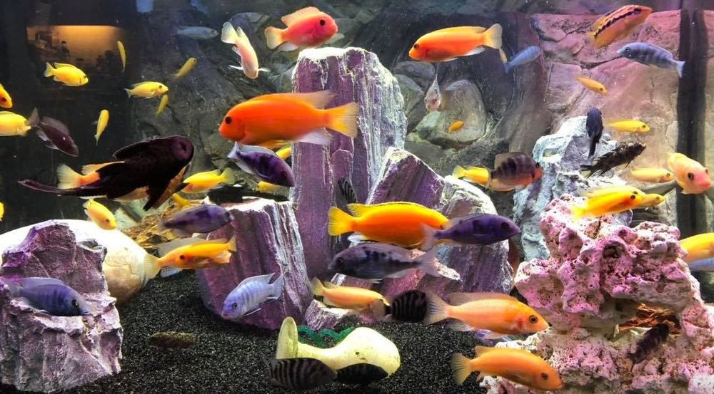 Ciclídeos do Lago Malawi | Mbuna, Hap e Peacock | Peixes Africanos