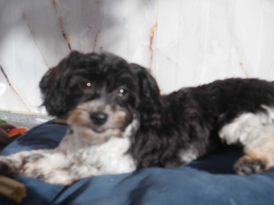 Maltipoo Urocza odchowana sunia