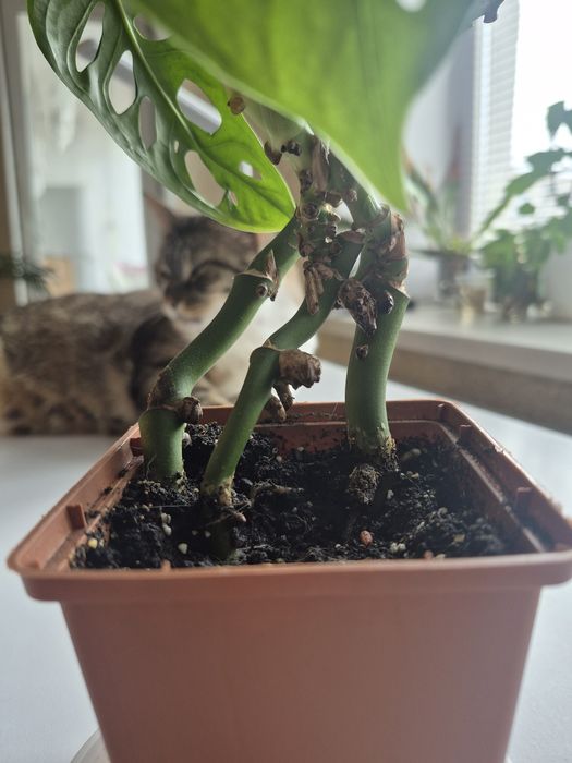 Монстера Манкі 3 міцних стовбури з великим листям