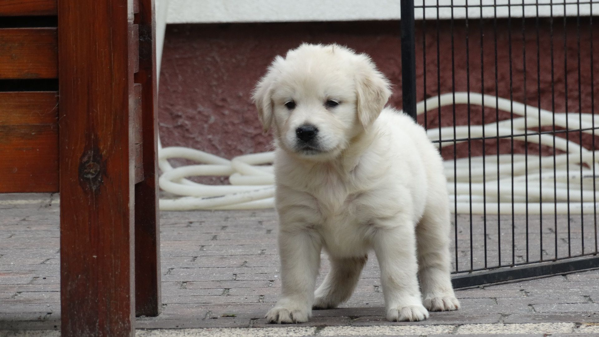 Golden retriever piesek