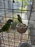 Aves em boas condições de pena e porte