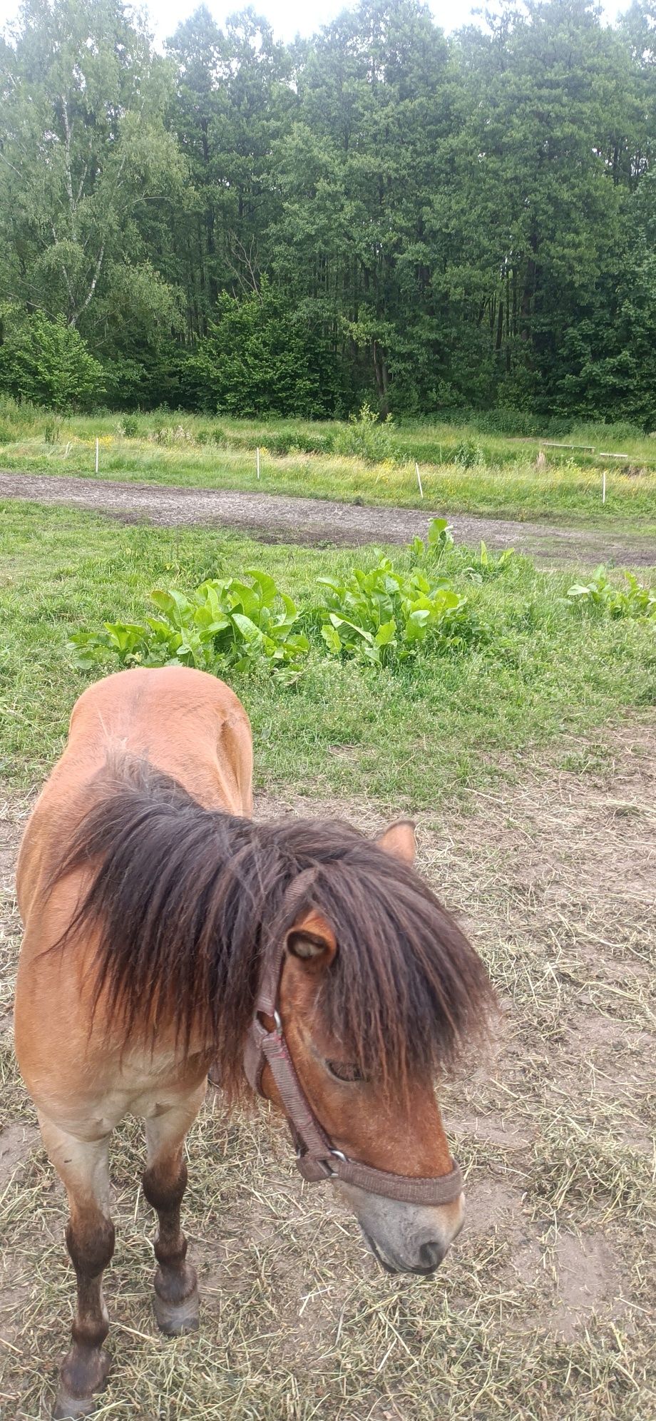 Konie kucykiwszystkie