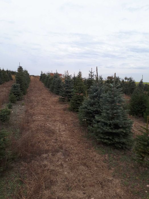 Sprzedam świerka srebrnego i zwykłego