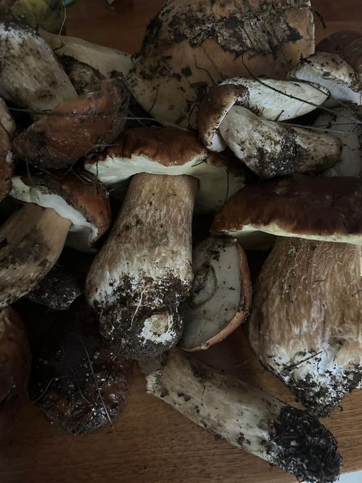 Cogumelos Boletus Selvagens Comestíveis