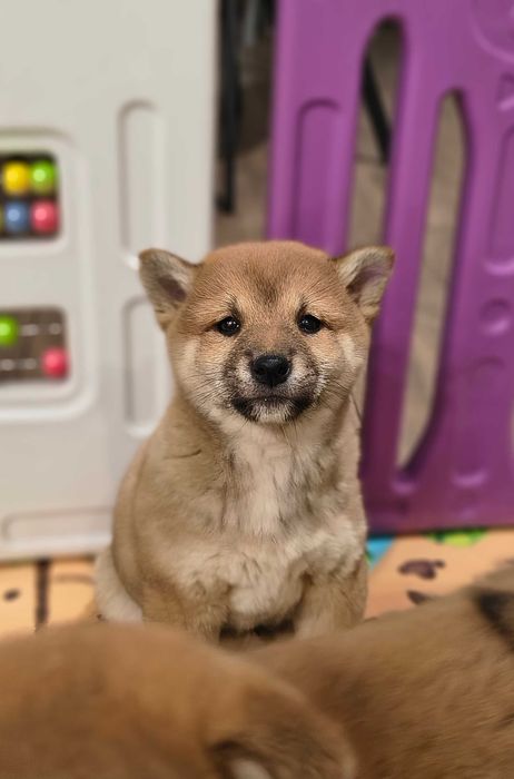Śliczna suczka Shiba Inu