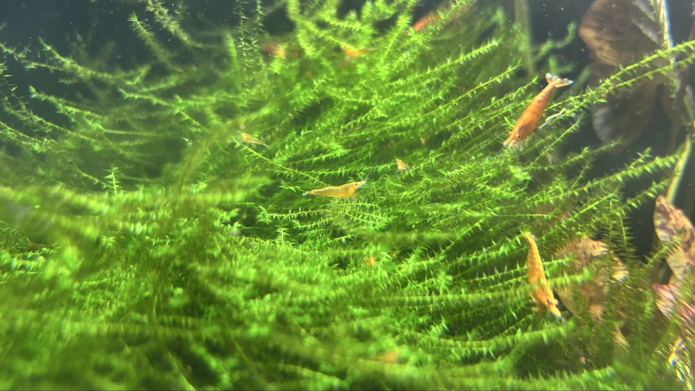 Krewetki Neocaridina Orange