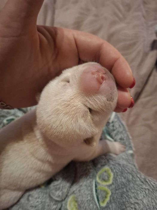 Shar pei szczeniaczek
