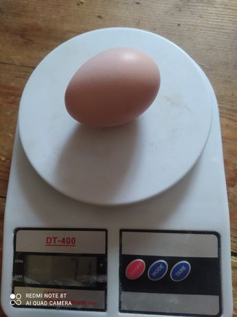 Інкубаційне яйце від 100шт 7грн
