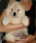 Sunia cream chow chow