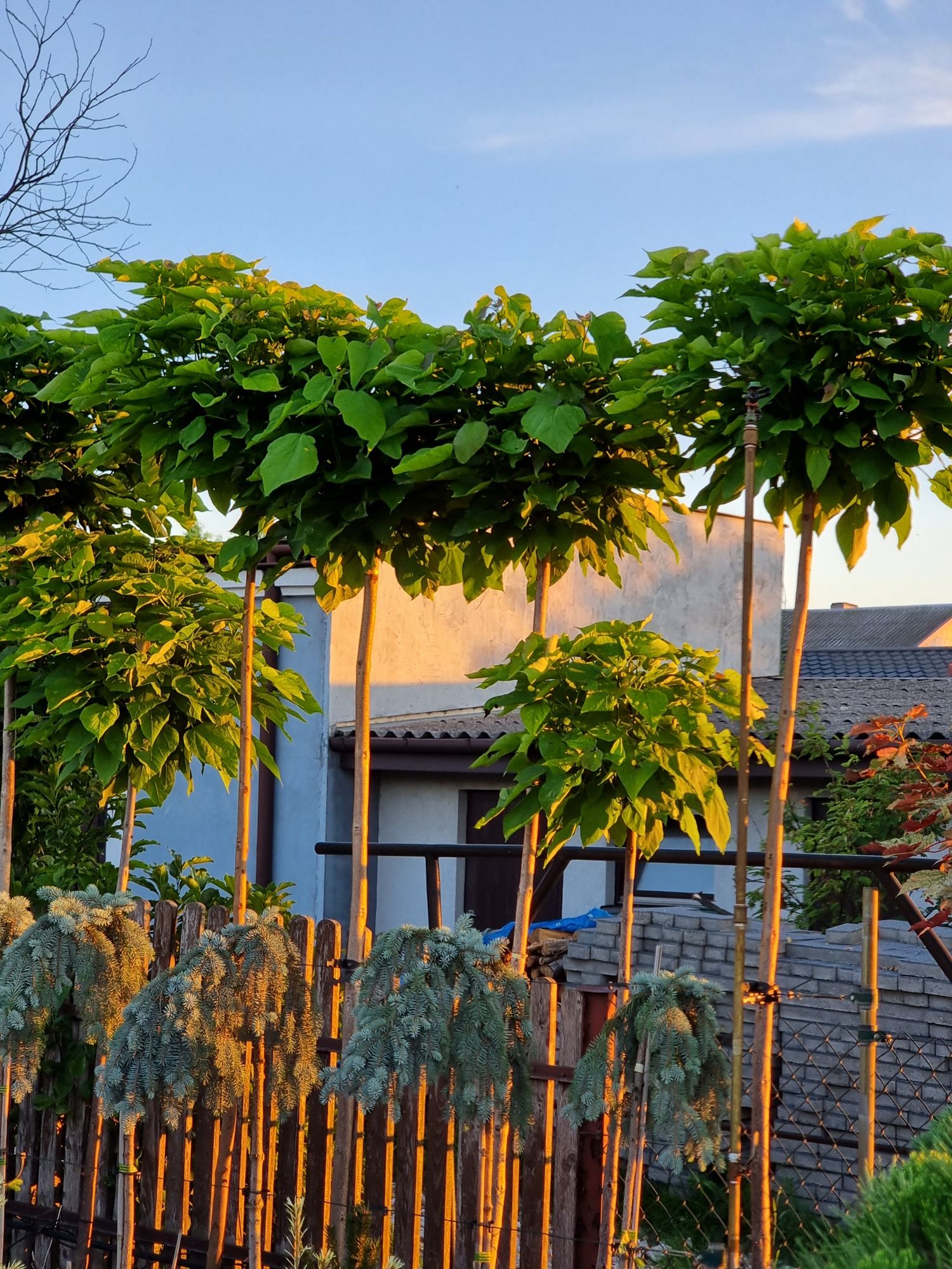 Krzewy ozdobne formowane Niwaki BONSAI rośliny ozdobne Drzewa