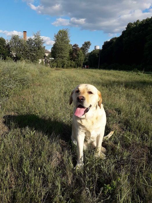 Лабрадор для вязки