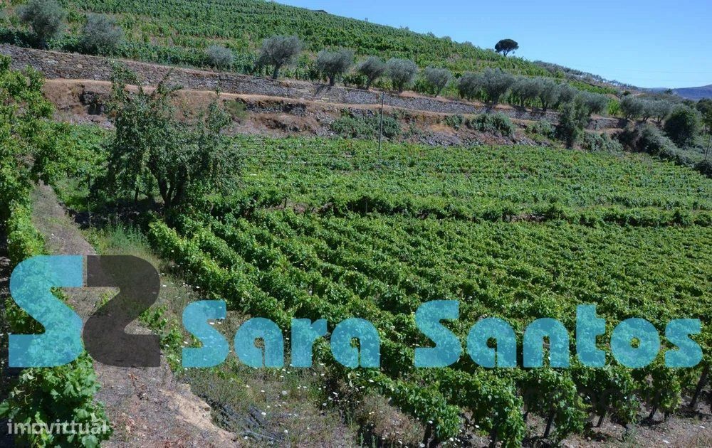 Quinta no Douro C/ Vinha e Oliveiras próximo do Douro- Poiares e C...
