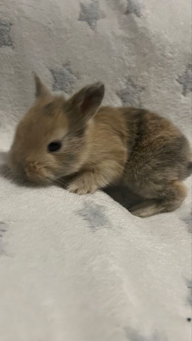 Кролик карликовий подарунок під ялинку