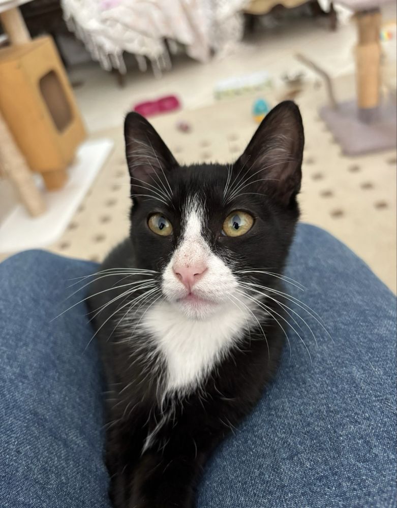 gatinho 3 meses para adoção responsável