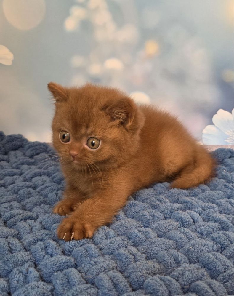 Котик мальчик британський цинамон