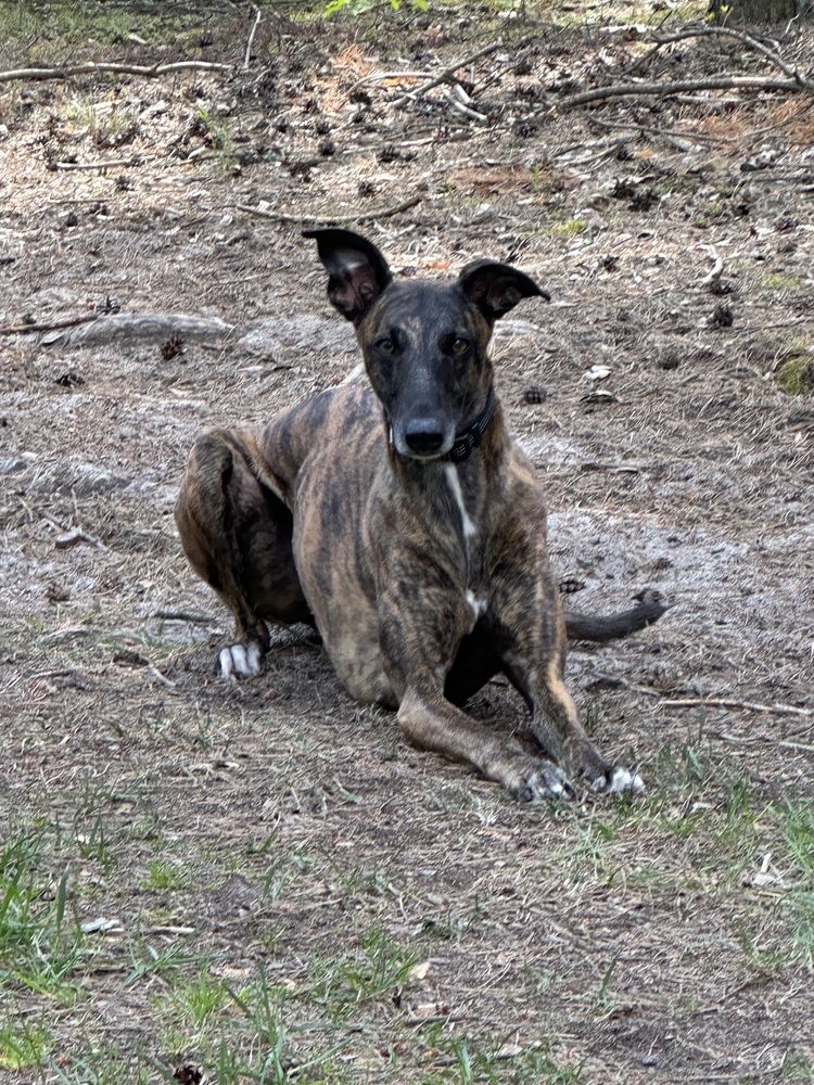 Cudowna charcica chart greyhound suczka oddam