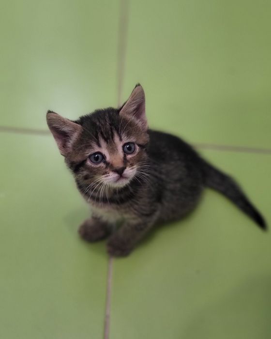 Кішечка, кошеня 2 місяці безкоштовно