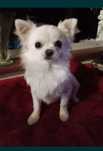 Reproduktor Chihuahua