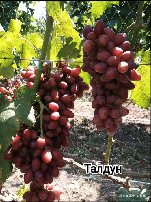 Саженцы винограда