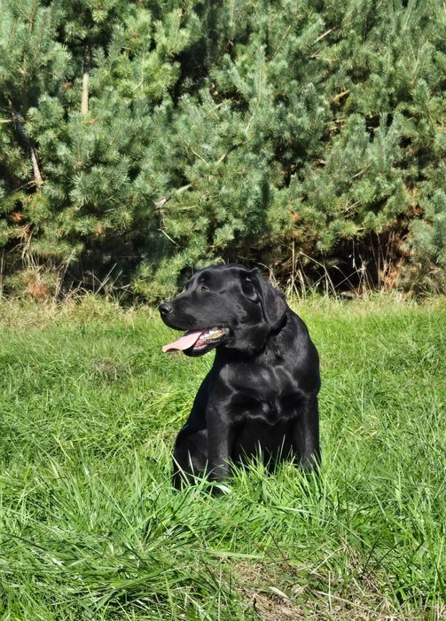 Labrador Retriever FCI Linia użytkowa