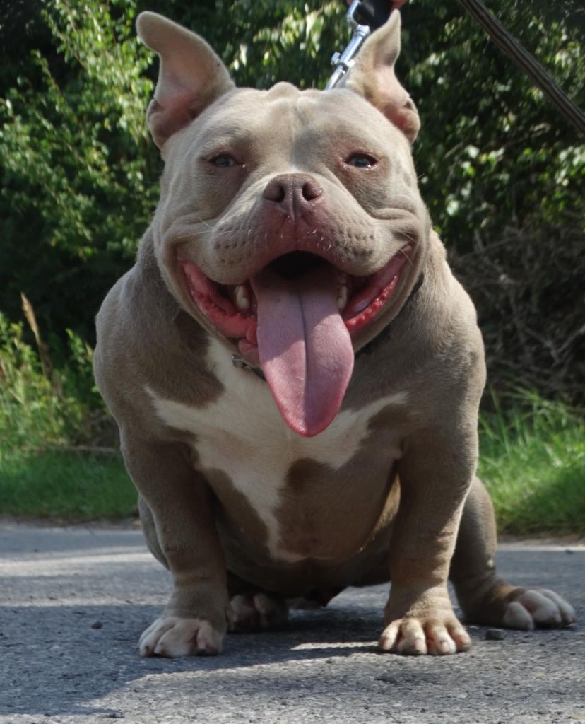 Suczka lilac tri Cowboy meets Playboy american bully