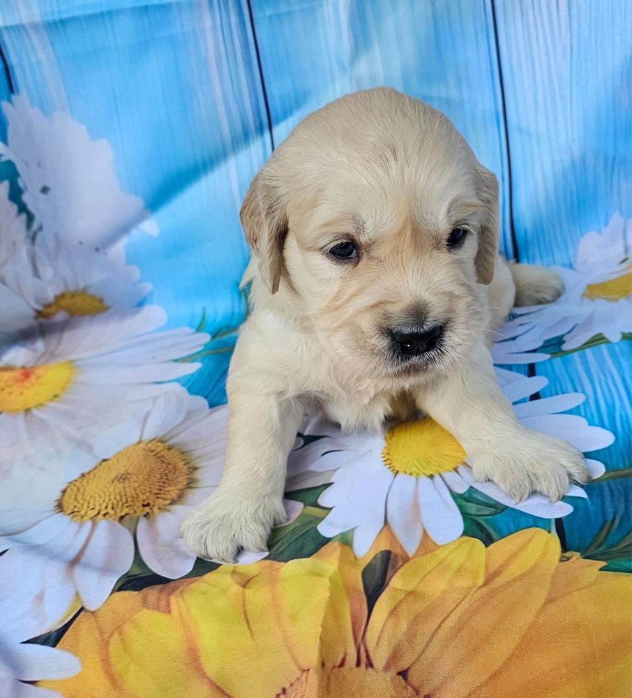 Golden Retriever menino