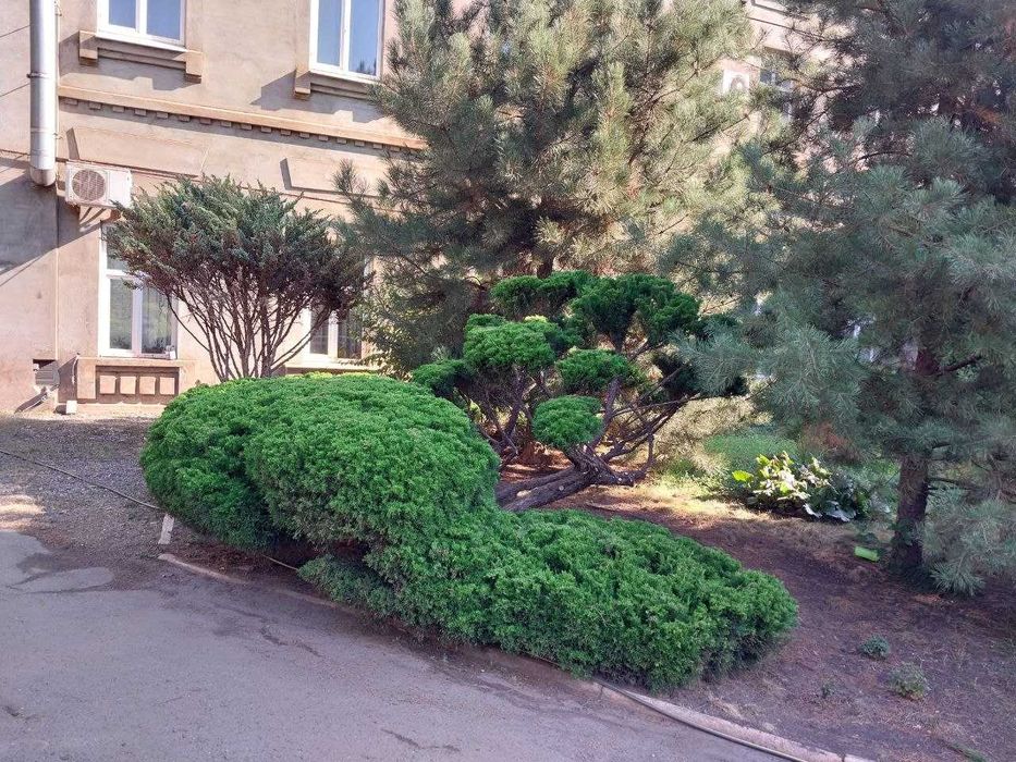 Услуги по стрижке культурных растений, деревьев и ёлок