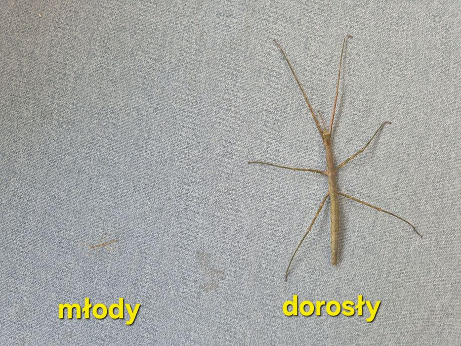 Patyczaki rogate - oddam za darmo - pozostało ok. 15szt.