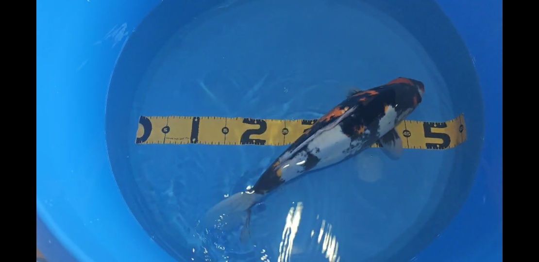 Koi Showa Doitsu